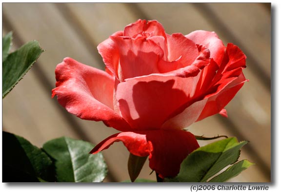 AvMode-RoseDeck_MG_0037