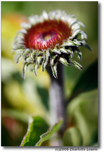 MACRO_Bud_MG_0180