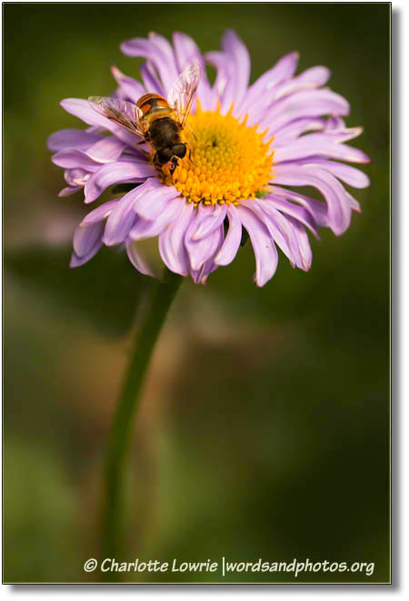 Bee on a purple flower