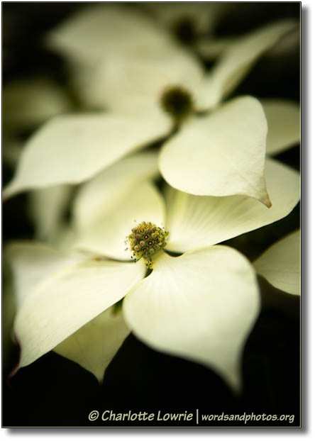 Dogwood blossom