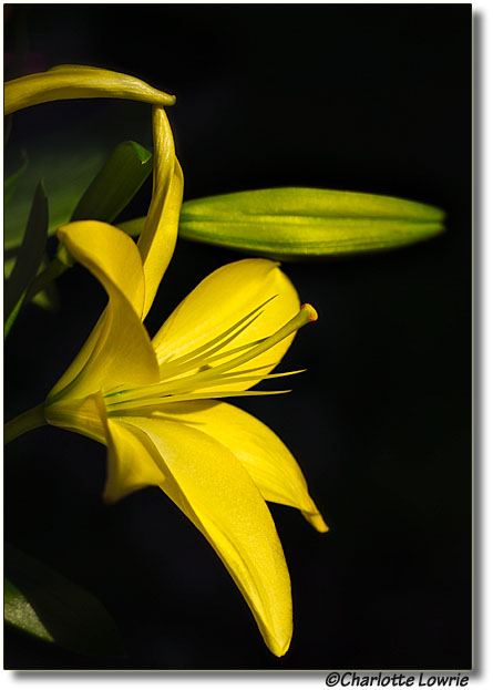 Yellow lily