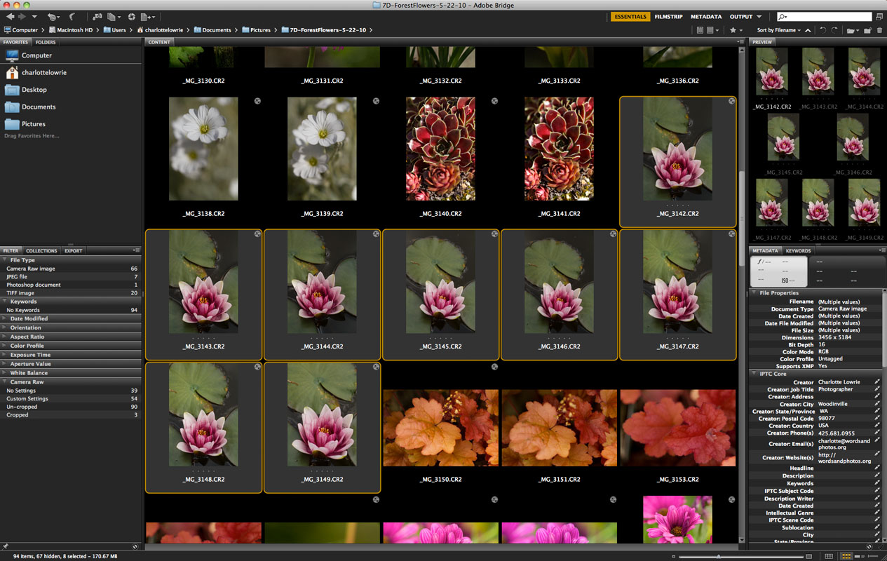 Adobe Bridge display