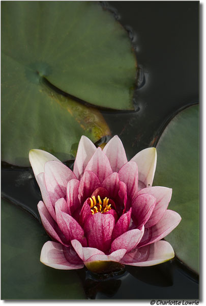 Water lily