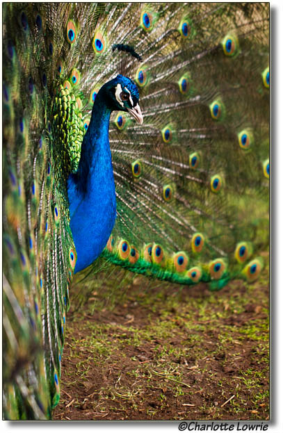 Peacock with feathers fanned