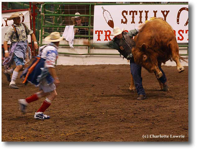 Rodeo rider holds bull