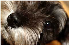 Black and silver miniature Schnauzer