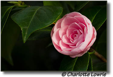 Camellia Flower