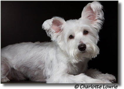 White miniature Schnauzer