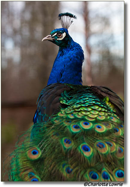 Peacock