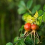 Rose hips. Exposure: ISO 200, f/3.2, 1/200 sec.